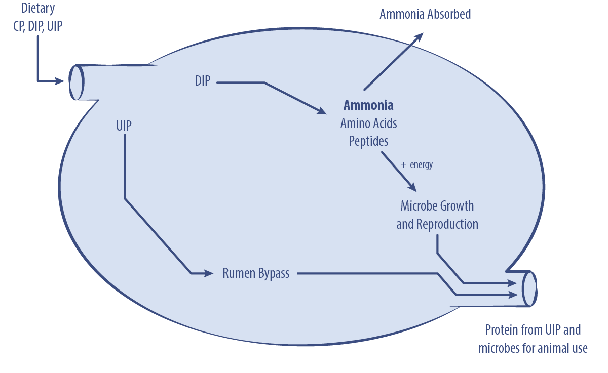 Diagram of protein digestion in the ruminant stomach, discussed in text under the heading Protein Digestion.