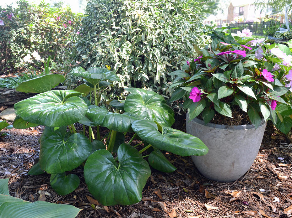 A plant with large, shiny green leaves grow beside a container of flowers.