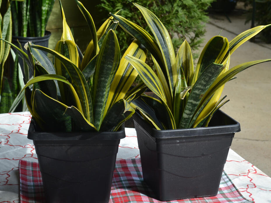 Two plants in black pots with upright leaves striped in bright yellow and green.