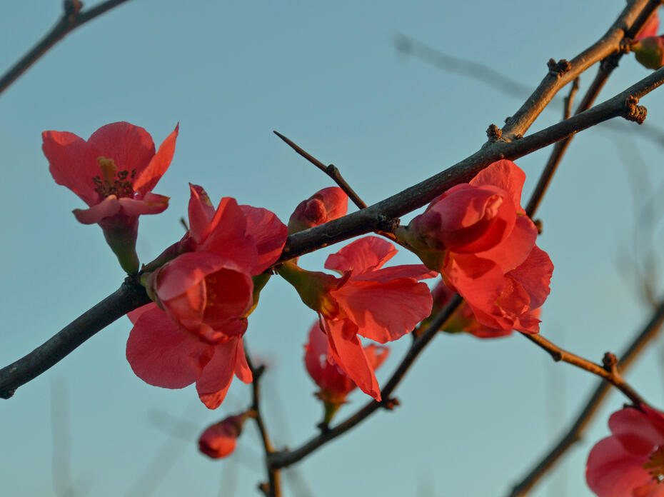 Red flowers bloom on bare branches.