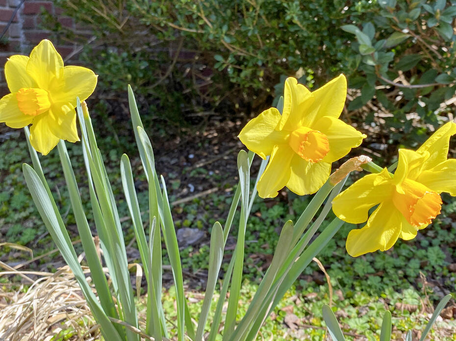 Two daffodils have yellow petals and yellow centers.