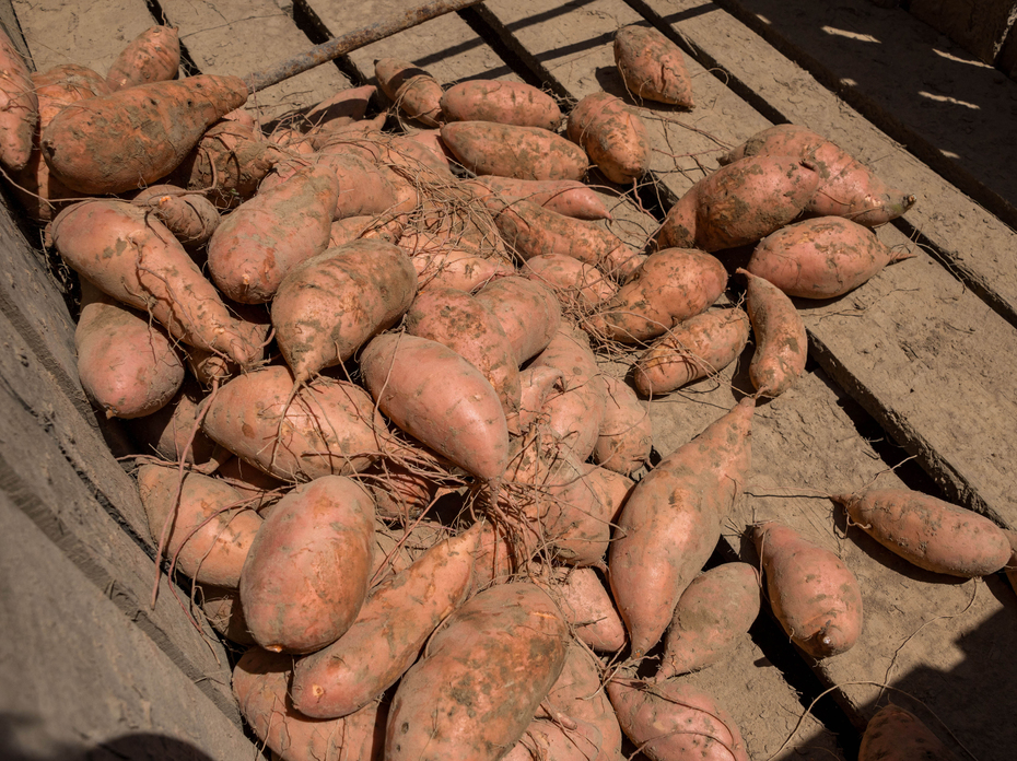 Dusty sweet potatoes are laid on wooden slats.