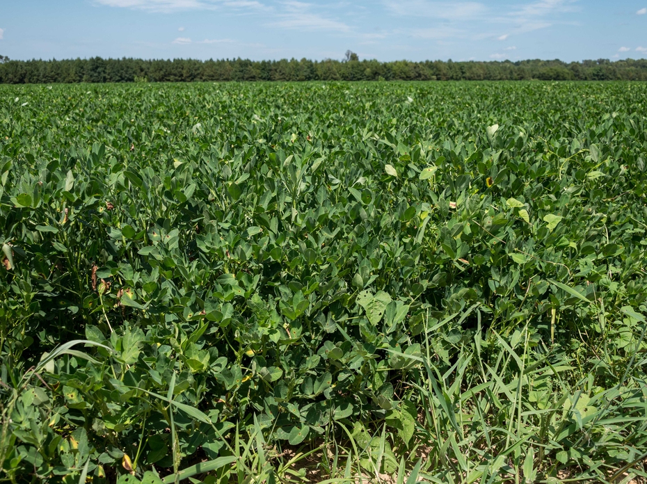 A field is filled to the tree line with low-growing plants.