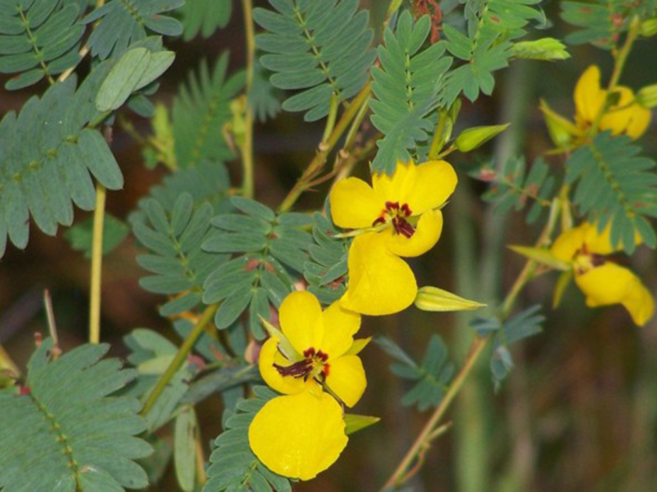 Yellow wildflowers bloom among feathery green leaves.