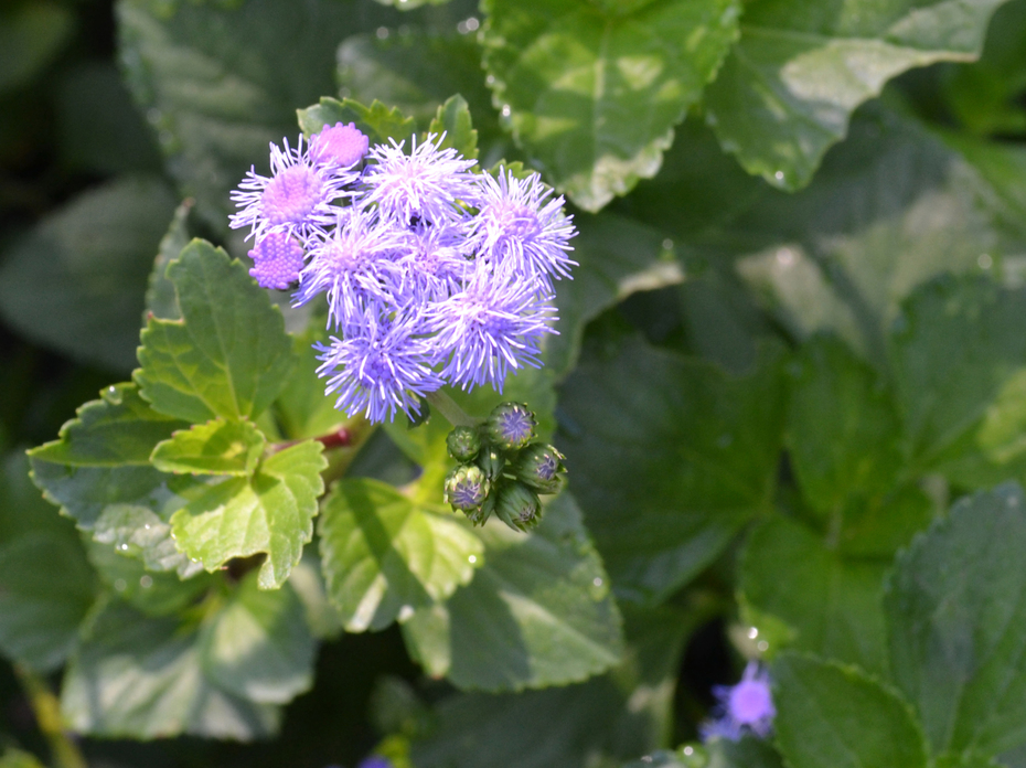 A cluster of small purple flowers bloom above leaves.