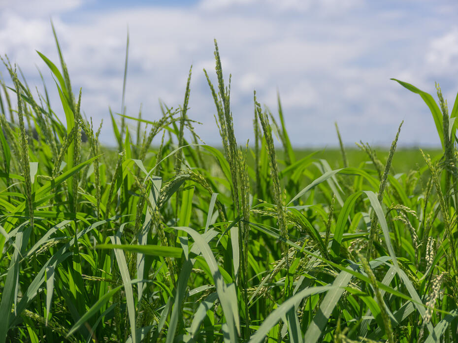 Rice in a field
