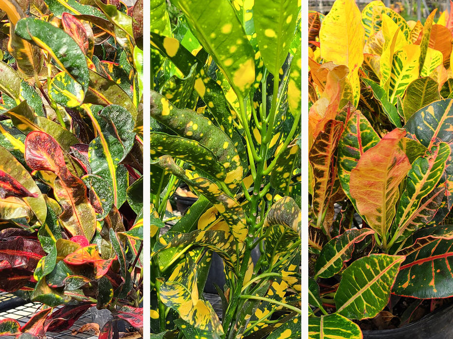 Three panels display colorful green, yellow and purple foliage.