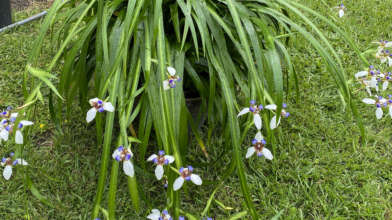 A plant has white and blue blooms at the end of long stems.