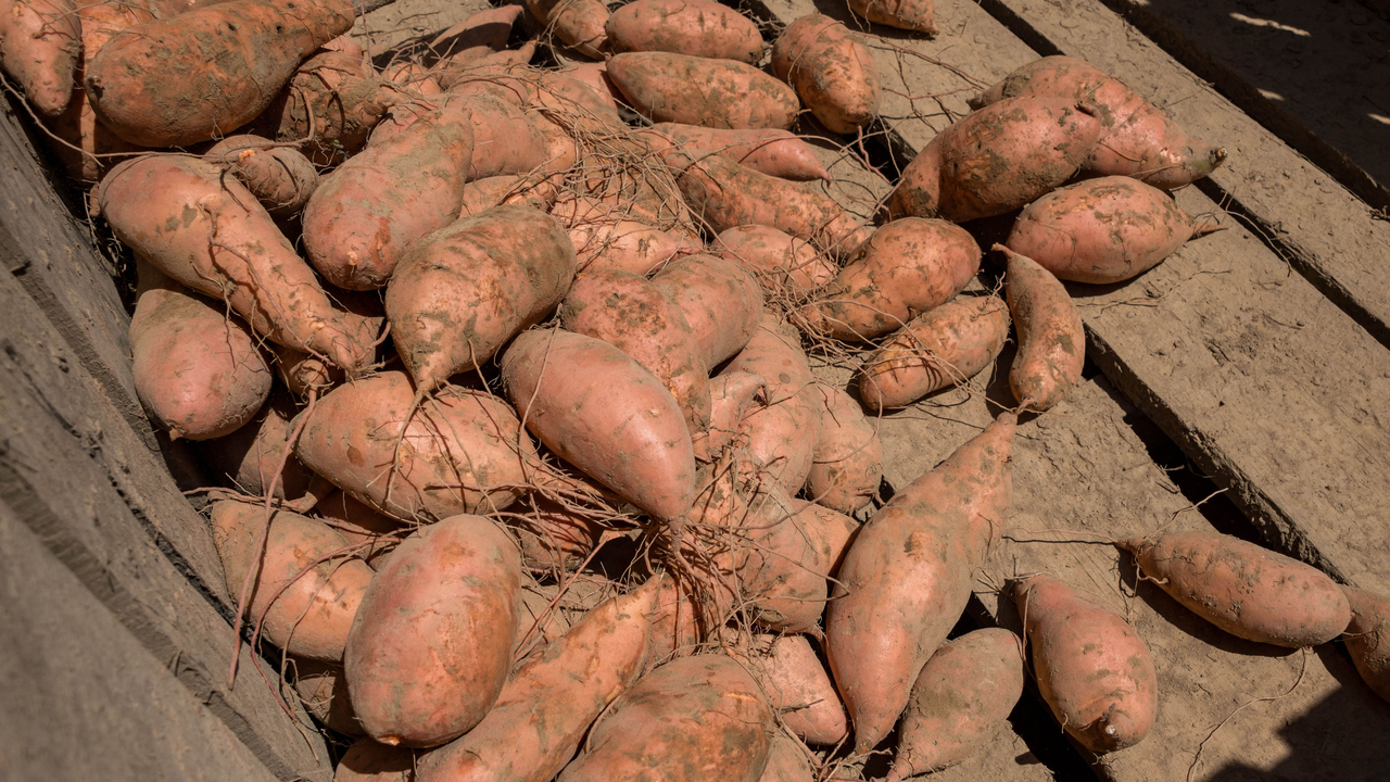 Dusty sweet potatoes are laid on wooden slats.