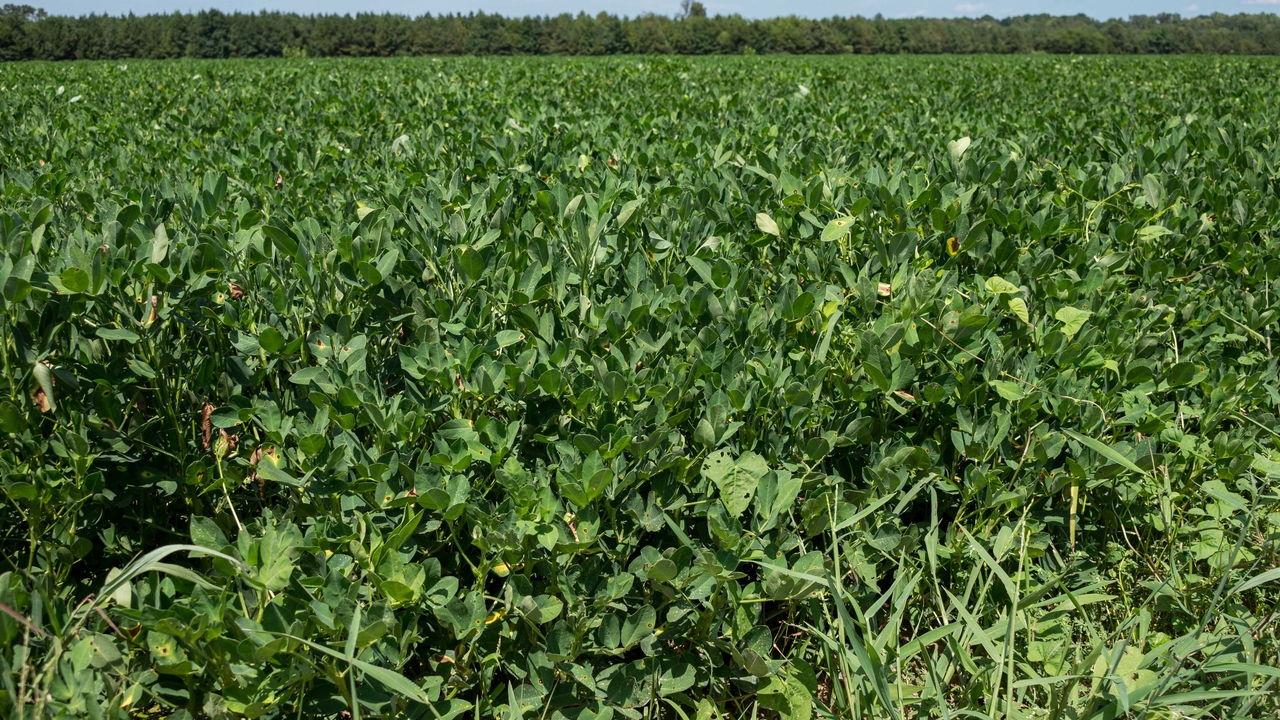 A field is filled to the tree line with low-growing plants.