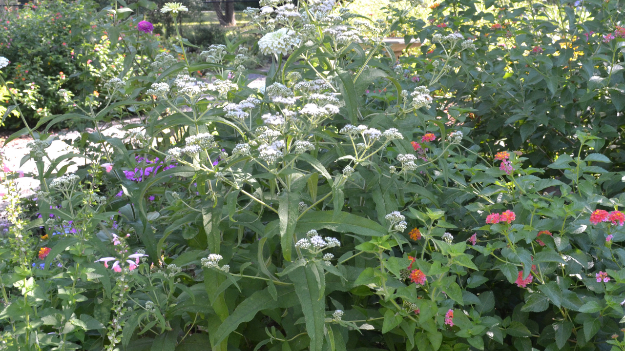 White flowers are mixed in with others on tall stems in this garden.