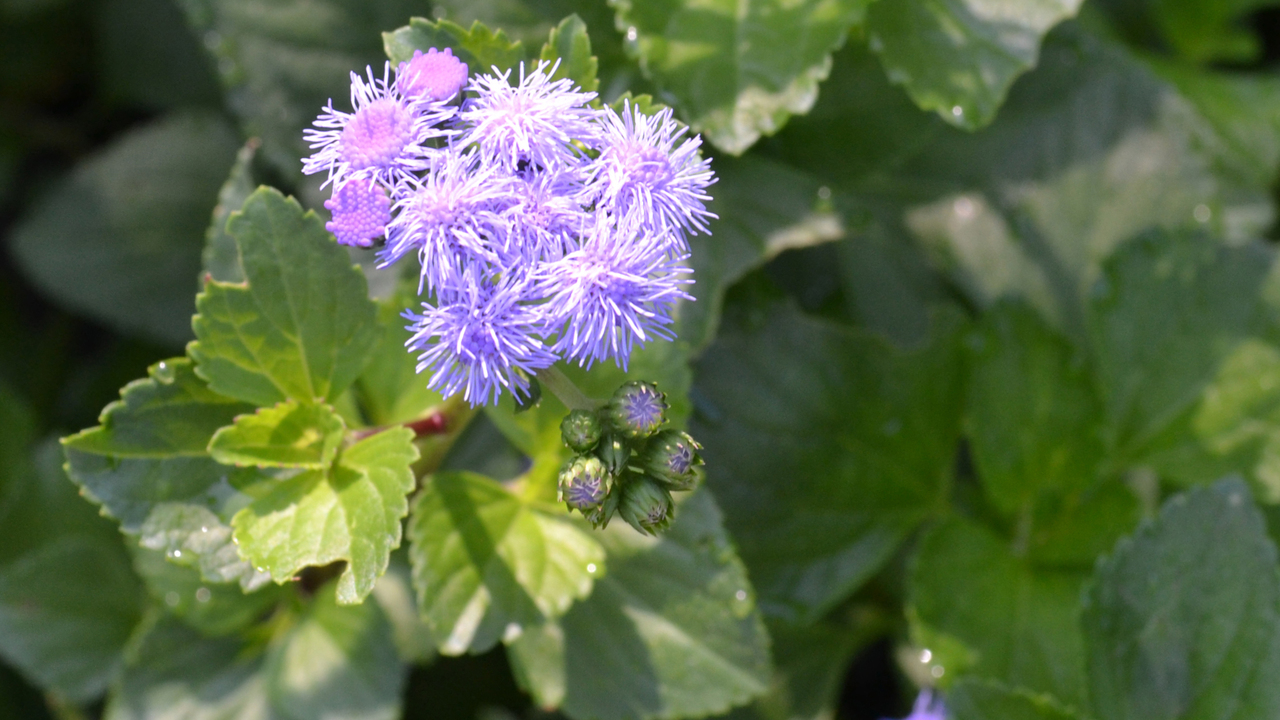 A cluster of small purple flowers bloom above leaves.