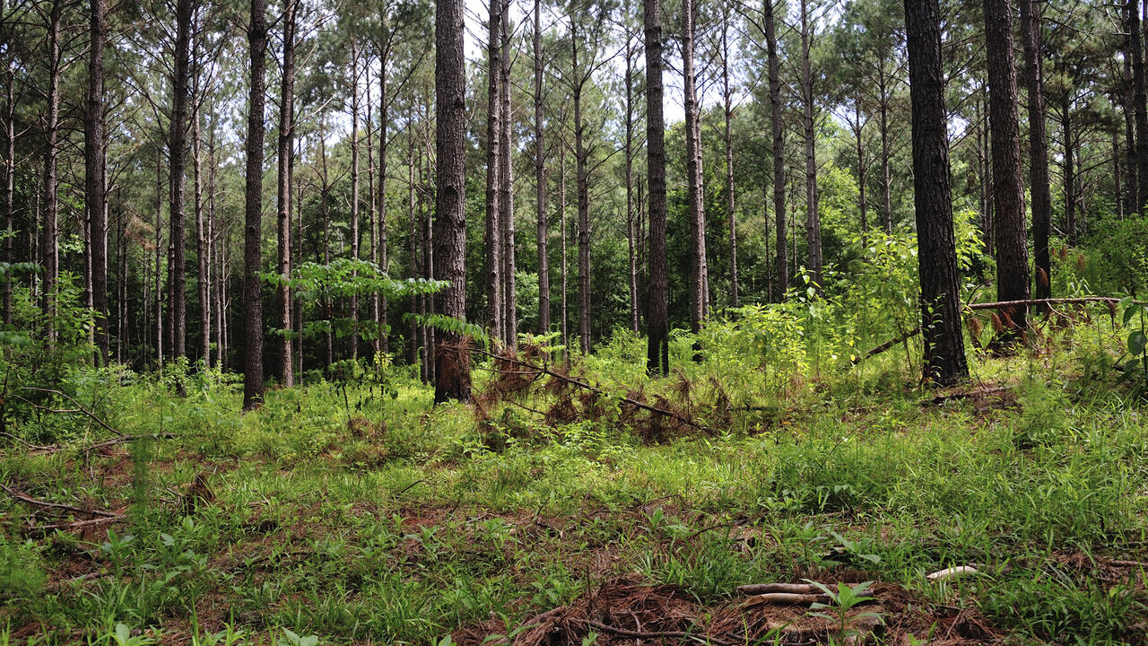 A pine stand has small branches laying on the ground near trees.