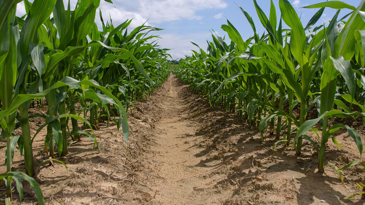 Rows of corn plants in a field.