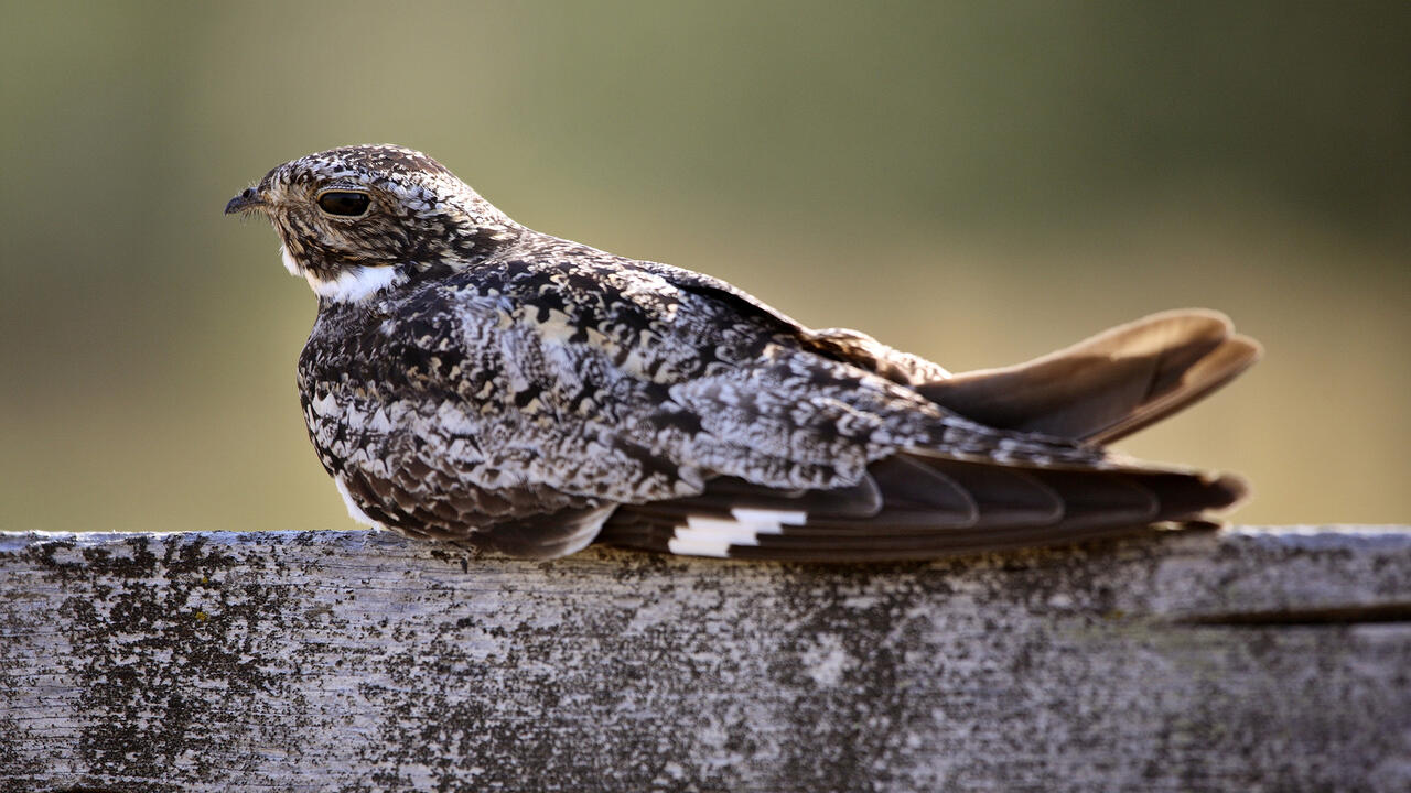 Common nighthawk resting on cross post