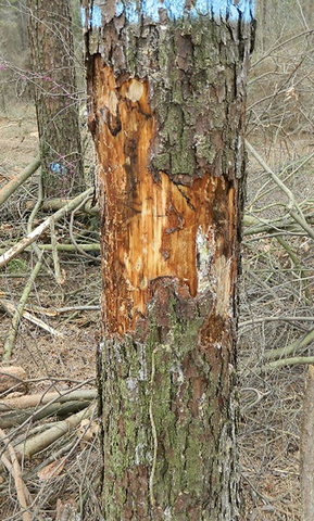 A tree trunk with bark missing in the middle. The part with the bark missing is reddish. 