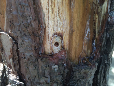 A round hole in a tree trunk. The area surrounding the hole is missing bark. 