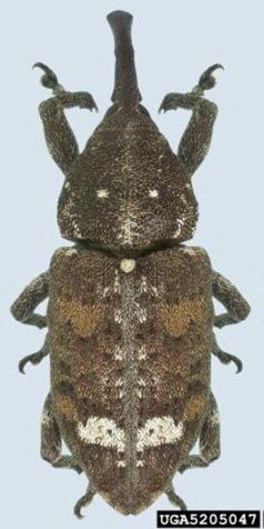 A brown weevil with a long snout and two antennae sticking out on either side of its head. It has a white and light-brown camouflage pattern down the center of its back.