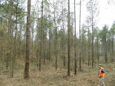 A man walks among declining foliage. The surrounding foliage is light green, and many branches are visible.