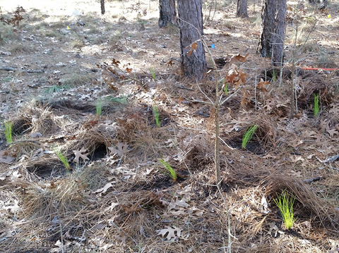 Brown, stringy pine seedlings lay in a pile on the forest floor at the trunks of trees.