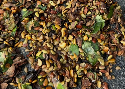 Bobwhite crops with a diversity of seeds, insects and leafy vegetation.