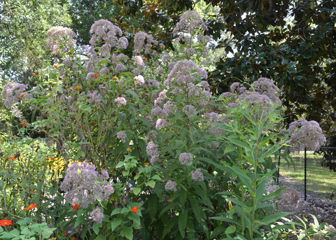 A tall plant has clusters of white flowers.