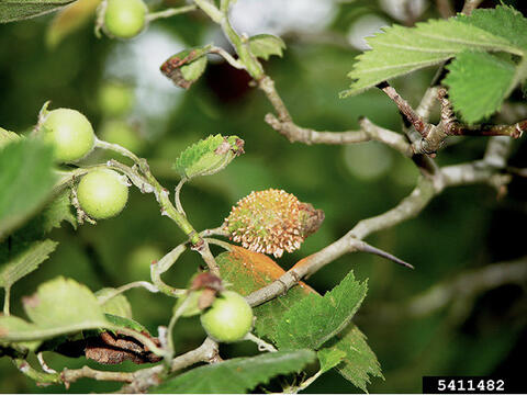 Close-up of small fruit on a tree branch. One fruit is covered with tube-like projections revealing spores.