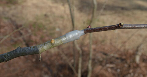 The two stems held together with film wrapped around the cut location.