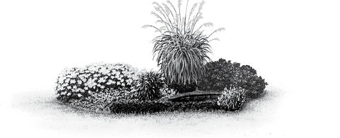 An ornamental grass landscape design including different textures and heights.