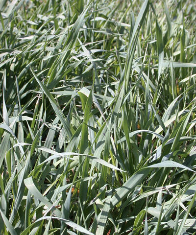 Blades of tall, green grass.