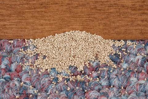 Accumulations of uniformly-sized fecal pellets on a floor or cabinet top are a sign of drywood termite infestation.  Pellet color may vary from light to very dark.