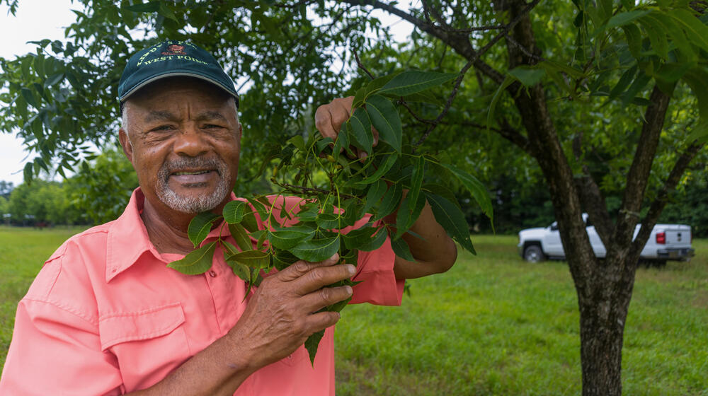 A Black man wearing a baseball hat and smiling, standing holding a pecan treebranch.